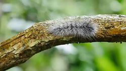 Caterpillar walk on branches in forest, Thailand. Stock Footage
