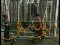 INDIA: SONIA GANDHI AGREES TO CAMPAIGN FOR CONGRESS PARTY News Clip