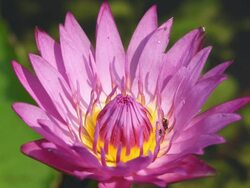 Pink lotus and bee with nature bird sound Stock Footage