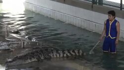 Crocodile Wrestling in Thailand Stock Footage