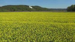 Rapeseed Field In The German Danube Valley Aerial Flyover Stock Footage