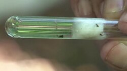 Zika looms over the Rio Olympics  Instructional Video