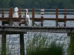 White Heron on the Water Stock Footage