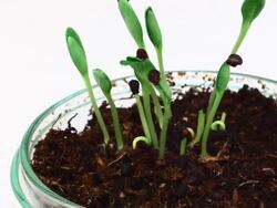 Germination: Growing plants on petri dish. HD Stock Footage