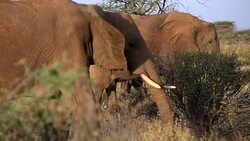Elephants in Safari at Wild Stock Footage