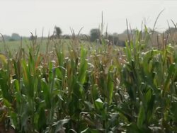 Close up corn field with tassels camera pans left Stock Footage