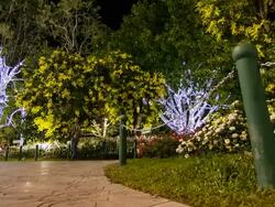 Flower garden at night. Time Lapse Stock Footage