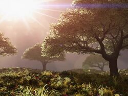 Trees on hill with rays of light Stock Footage