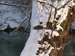 HD: Broken tree Stock Footage