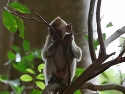 MS Baby monkey sitting on tree / Krabi, Krabi, Thailand Stock Footage