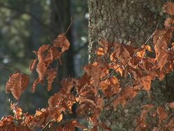 HD: Autumn time Stock Footage