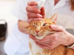 Vet gives cat eye drops Stock Footage