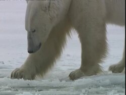 Polar bear (Ursus maritimus) pawing at ice hole, near Churchill, Manitoba, Canada Stock Footage