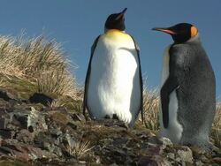 MS, Two King penguins (Aptenodytes patagonicus) standing on rocky hillside, South Georgia Island, Falkland Islands, British overseas territory Stock Footage