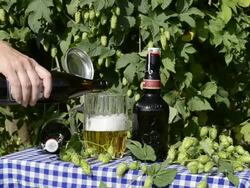 MS Woman Pouring beer in hop garden / Mainburg, Bavaria, Germany Stock Footage