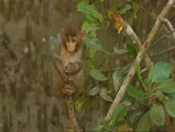 MS Baby Macaque monkey clinging to tree stump, 2nd monkey arrives, both walk away, India Stock Footage