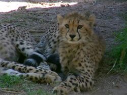 HD 1080i Cheetah 2 Stock Footage