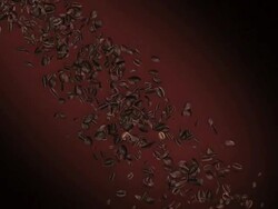 Coffee beans falling Stock Footage
