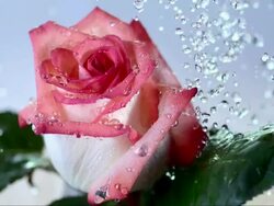 HD Super Slow-Mo: Water Drops Falling On A Rose Stock Footage