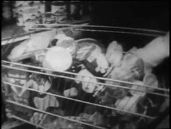 B/W 1962 close up hands putting canned goods into full shopping cart during Cuban Missile Crisis Stock Footage
