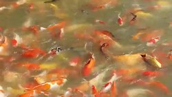 Koi carp. Stock Footage
