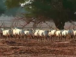 MS PAN View of Arabian Oryx (Oryx leucoryx) ( xf 300) large herd in desert at Yotvata nature reserve / eilat, negev desert, Israel Stock Footage