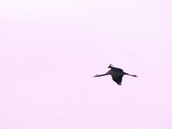 Common Crane (Grus grus) arriving at roost on Lake Cubillar, Caceres Province in Extremadura, Spain Stock Footage