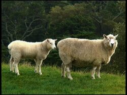 Meal Time: Baby Lamb Feeds From Mother Sheep Stock Footage