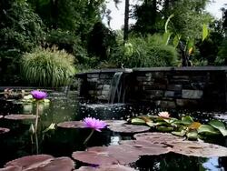 HD Lilly Pond with water fall Stock Footage