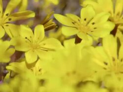 MS Shot of Yellow Namaqualand spring flowers buffeted by the wind / Namaqualand, Northern Cape, South Africa Stock Footage