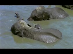Baby Elephant (Elephas maximus) protected by adults in water; short sequence, Nagarahole, Southern India Stock Footage