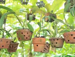 dolly-Potted orchids. Planted in the garden. Stock Footage