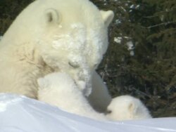 MS Polar bear cub climbing on top of mother / Wapusk National Park, Manitoba, Canada Stock Footage