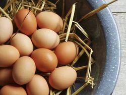 CU PAN Shot of eggs in bowl / London, United Kingdom  Stock Footage