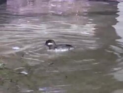 Duck - HD 1080i/60 Stock Footage