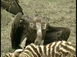 CU Vulture feeding from fresh carcass of young zebra Stock Footage