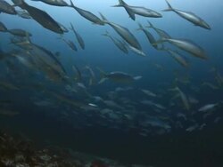 Coral And Fish Stock Footage
