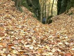 MS TU Two women hiker walking through autumn forest  / Kastel-Staadt, Rhineland-Palatinate, Germany Stock Footage