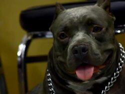 Pitbull Stock Footage