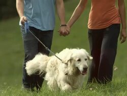 HD: Couple With A Dog In The Countryside Stock Footage