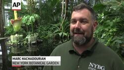 Corpse Flower Smells 'Like Vomit' News Clip