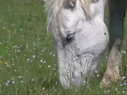 CU Shot of Camargue Horse mare eating grass / Saintes Marie de la Mer, Camargue, France Stock Footage