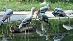 Painted Stork in Pond Stock Footage