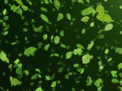 Summer leaves (black) - Loop Stock Footage