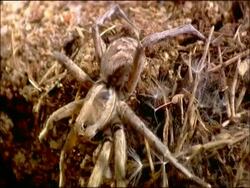Wolf spider (family Lycosidae) courtship, palp waving, Andalusia, Southern Spain Stock Footage
