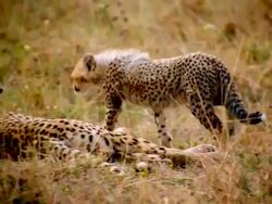 MS TS Baby cheetah walking over to mother and laying down with nuzzles with her / Masai Mara, Kenya Stock Footage