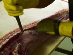 Market For Alligator Meat Booms In Florida Stock Footage