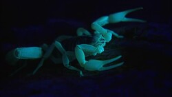 A scorpion displays bioluminescence. Stock Footage