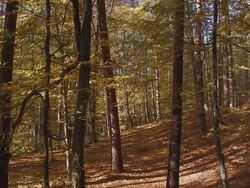 autumn forest Stock Footage