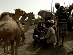 Ethiopian camel dealers at camel market Stock Footage